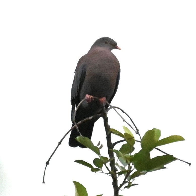 Red-billed Pigeon - ML619538164