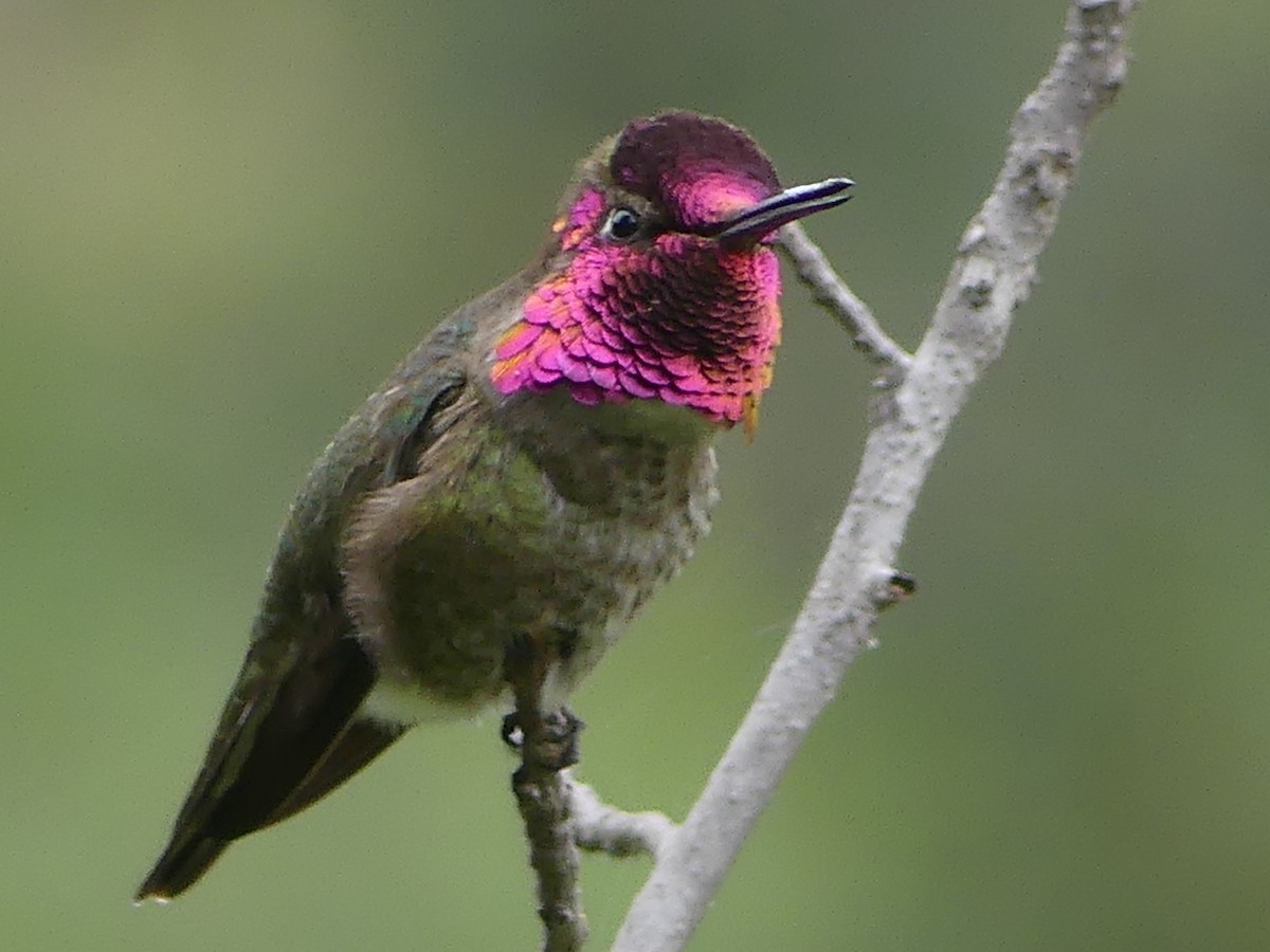 Anna's Hummingbird - ML619538243