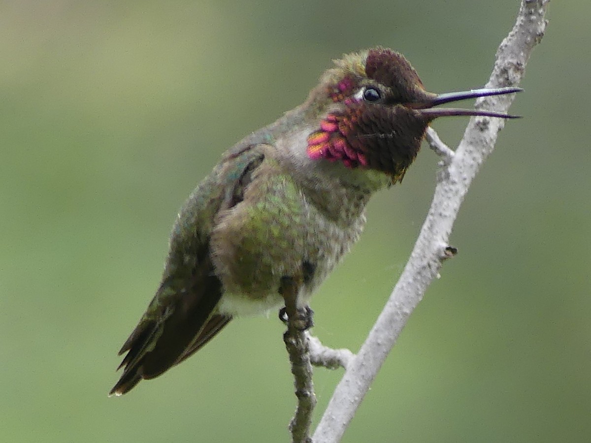 Anna's Hummingbird - ML619538244
