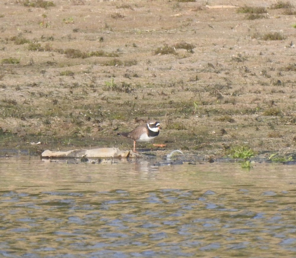 Common Ringed Plover - ML619538254