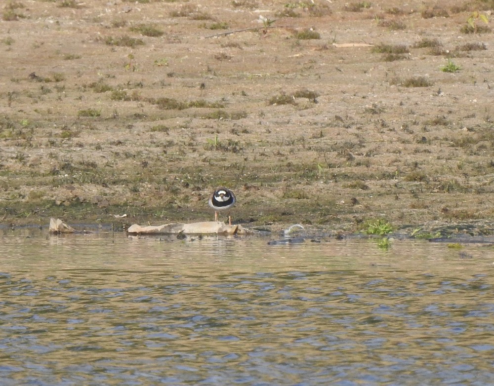 Common Ringed Plover - ML619538255