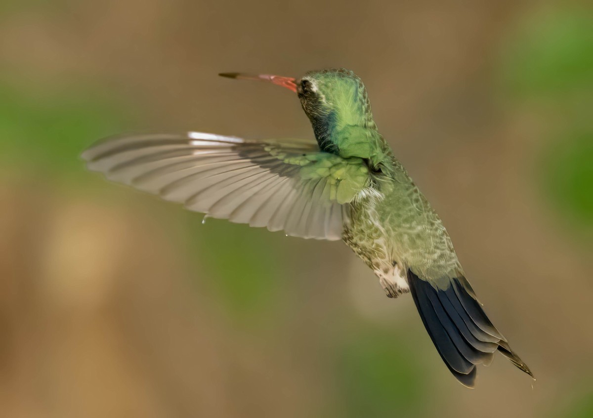 kolibřík širokozobý - ML619538257