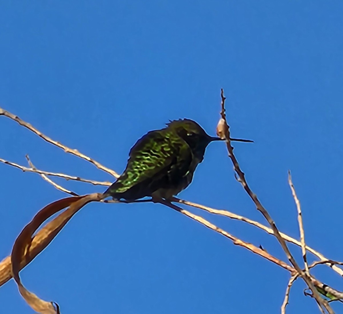 Black-chinned Hummingbird - ML619538269