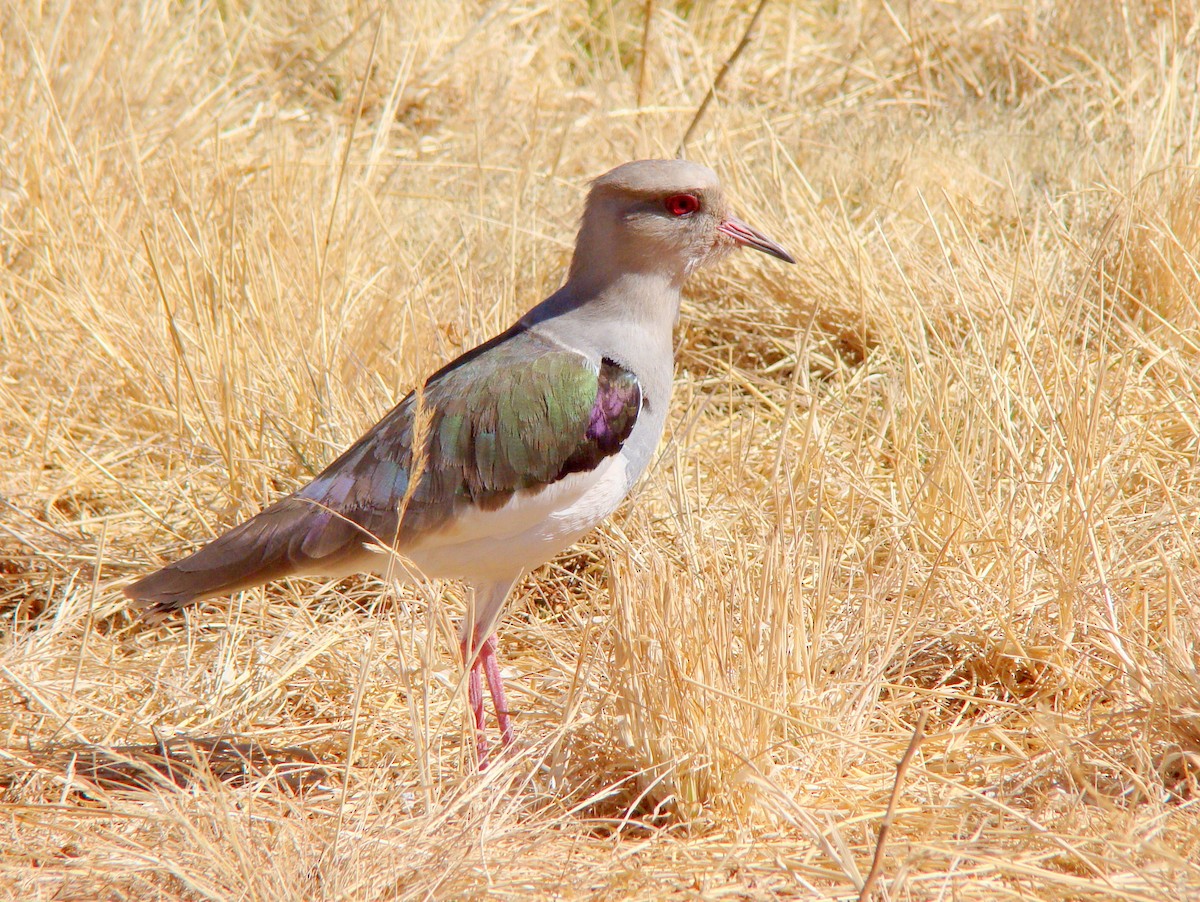 Andean Lapwing - ML619538292