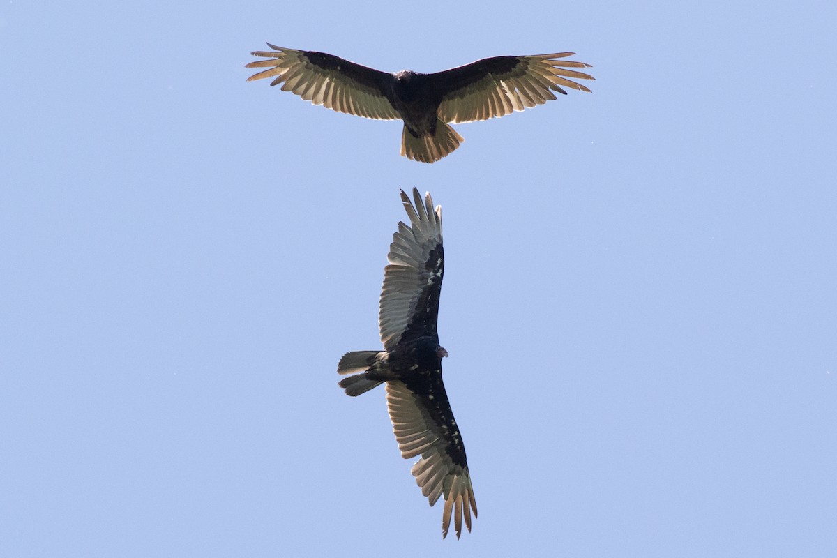 Turkey Vulture - ML619538295