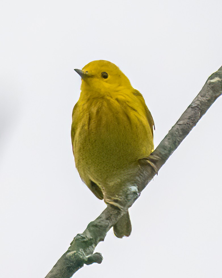 Yellow Warbler (Northern) - ML619538365