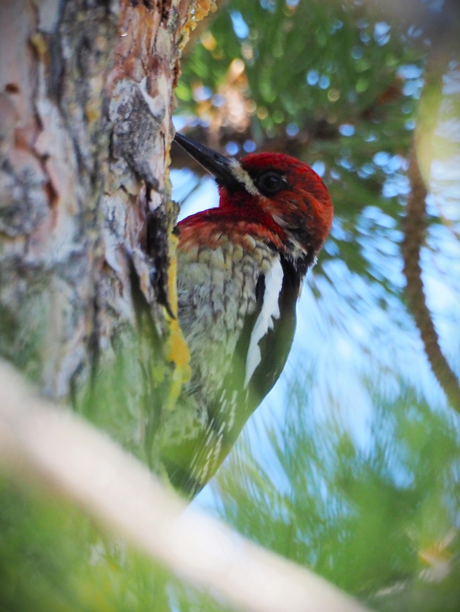 Red-breasted Sapsucker - ML619538369