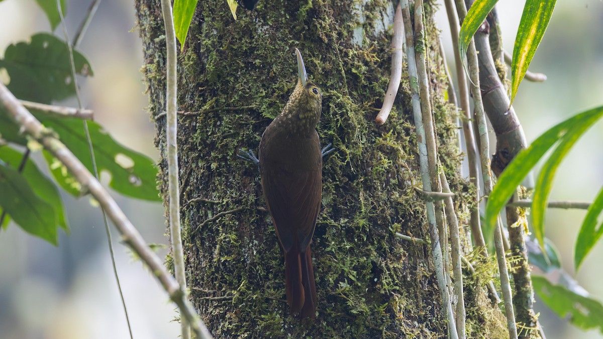Spotted Woodcreeper - ML619538440