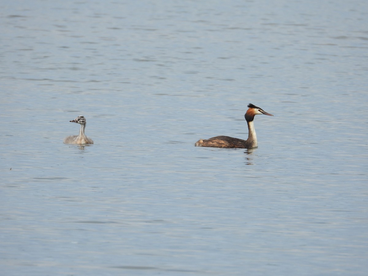 Great Crested Grebe - ML619538445