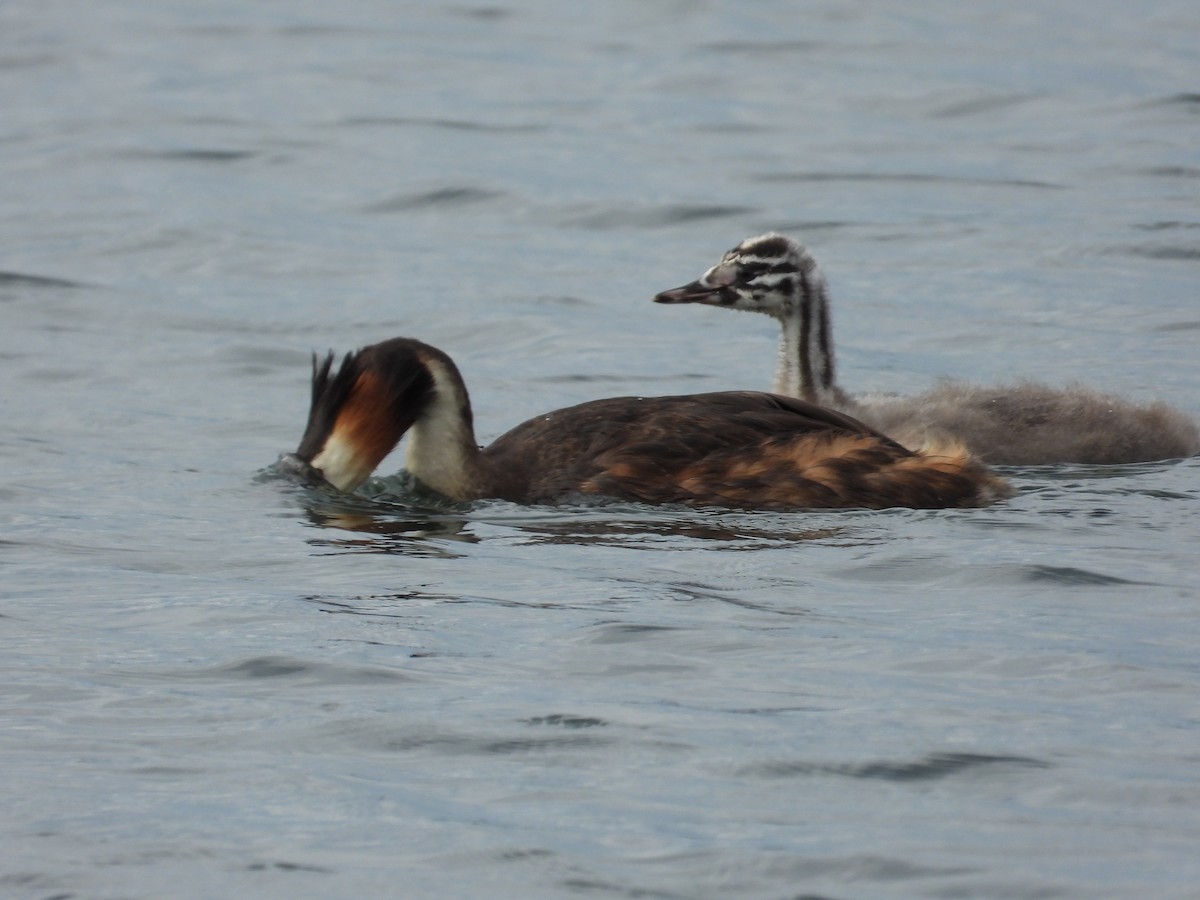 Great Crested Grebe - ML619538447