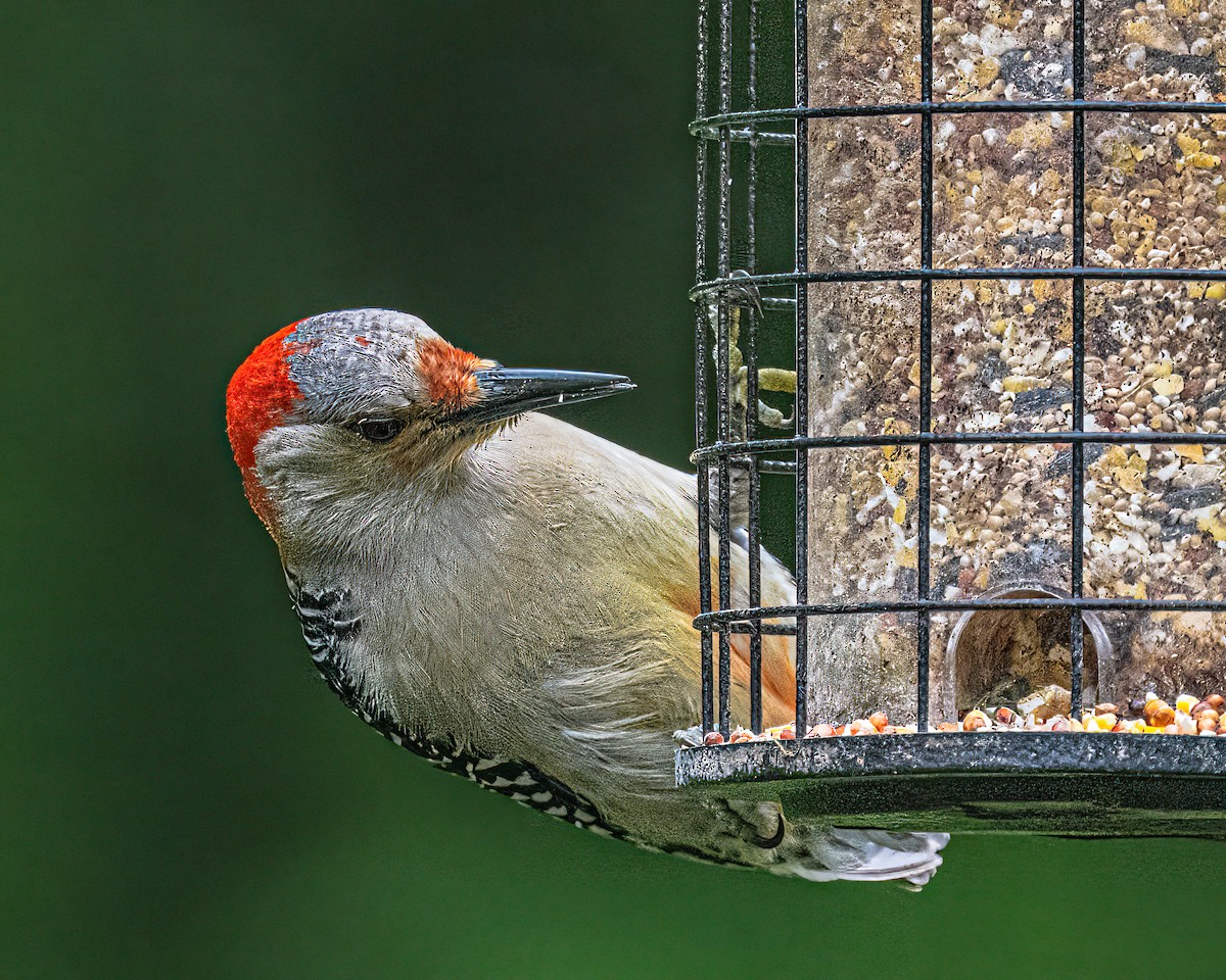Red-bellied Woodpecker - ML619538481