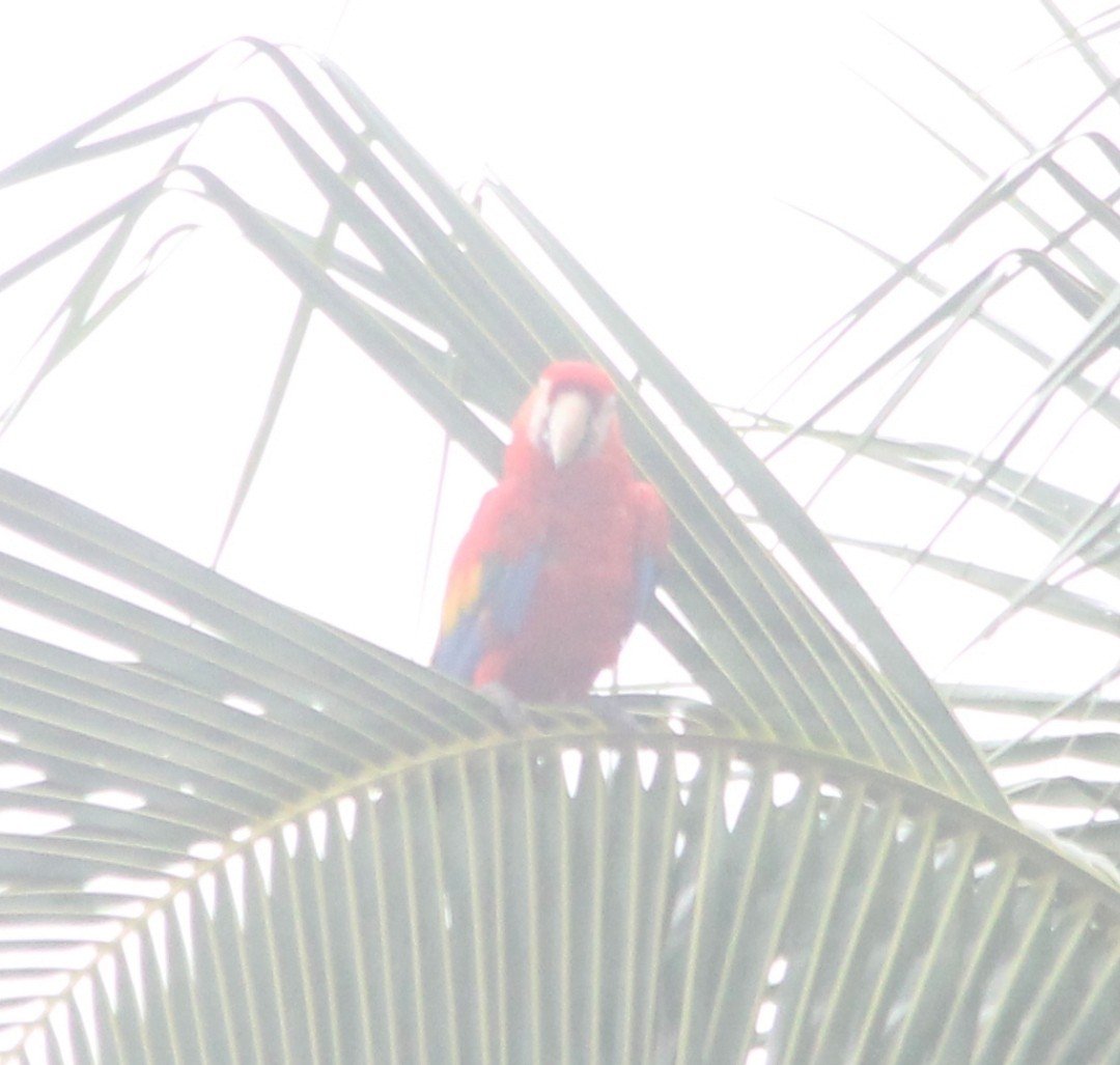 Scarlet Macaw - ML619538513