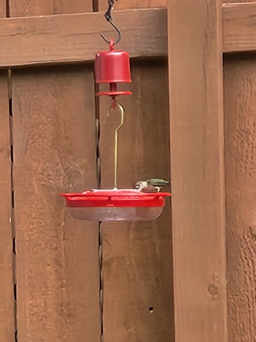 Ruby-throated Hummingbird - ML619538540
