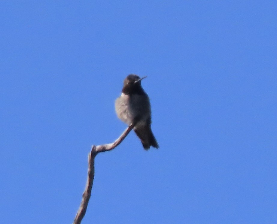 Black-chinned Hummingbird - ML619538543