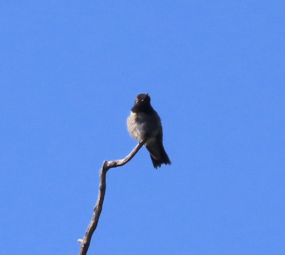 Black-chinned Hummingbird - ML619538547