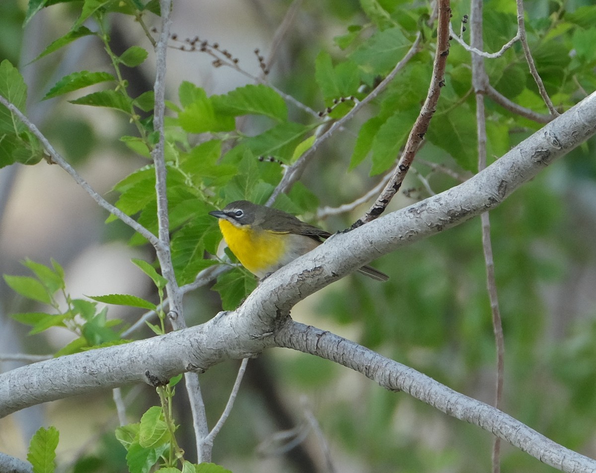 Yellow-breasted Chat - ML619538549