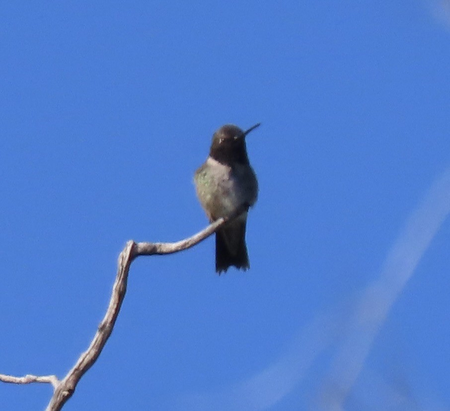 Black-chinned Hummingbird - ML619538552