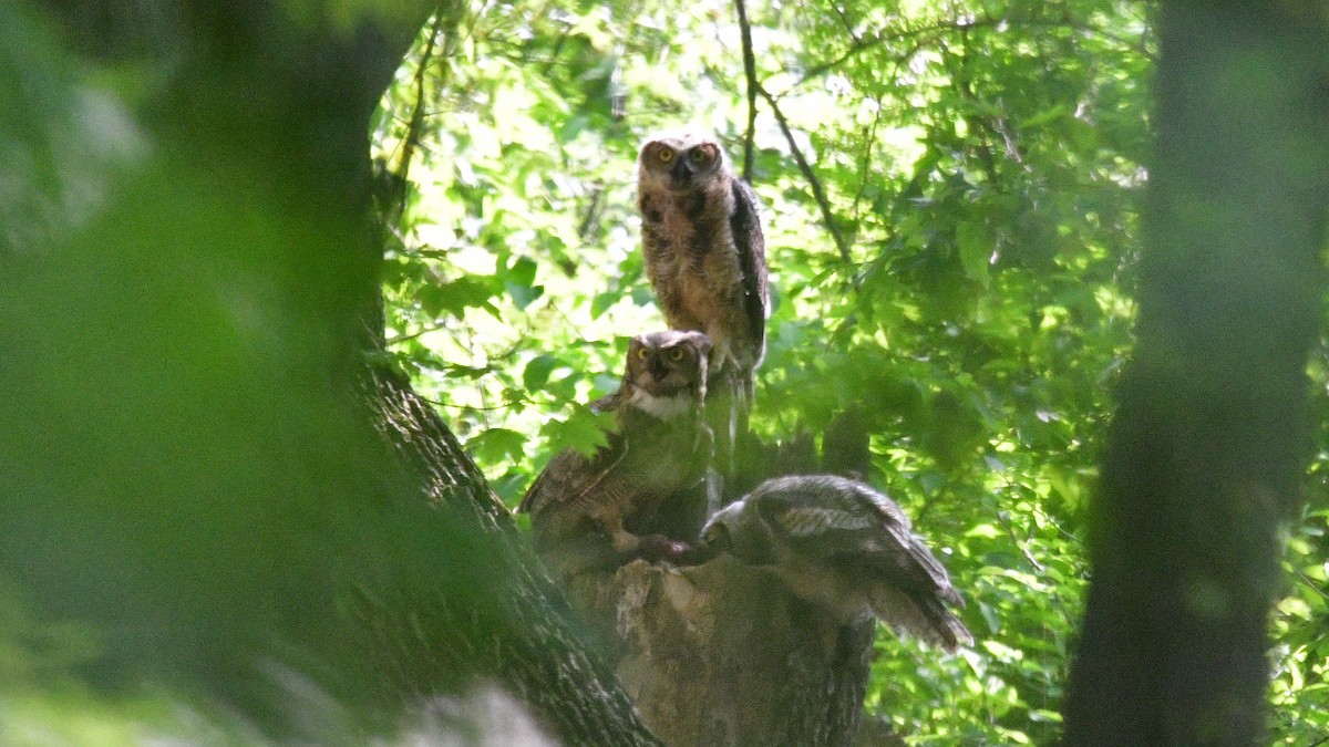 Great Horned Owl - ML619538577