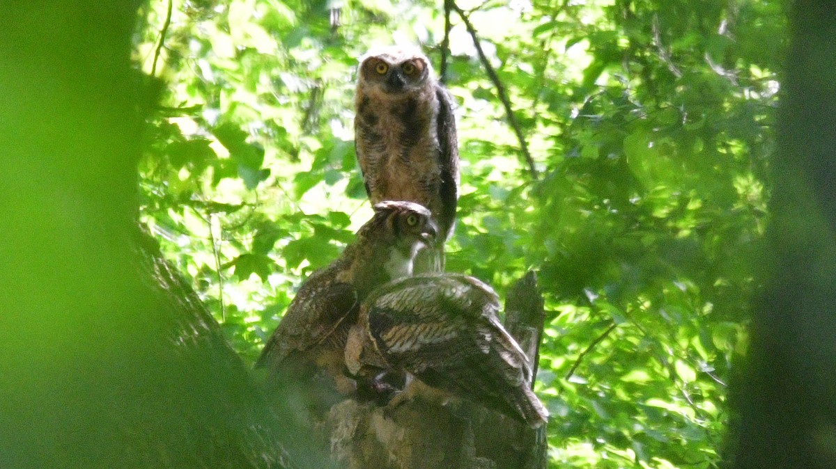 Great Horned Owl - ML619538584