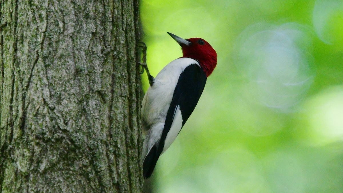 Red-headed Woodpecker - ML619538594