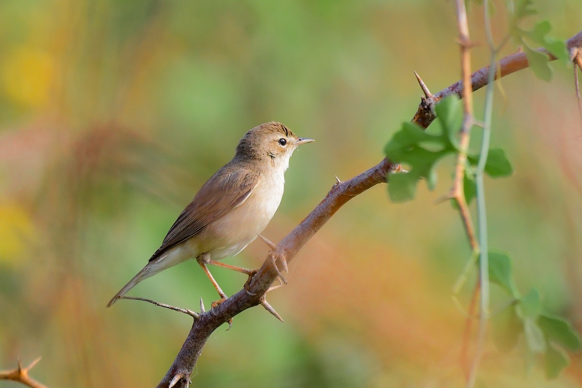 Booted Warbler - ML619538599