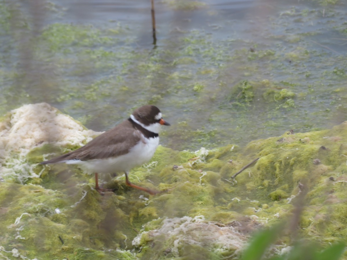 Semipalmated Plover - ML619538601
