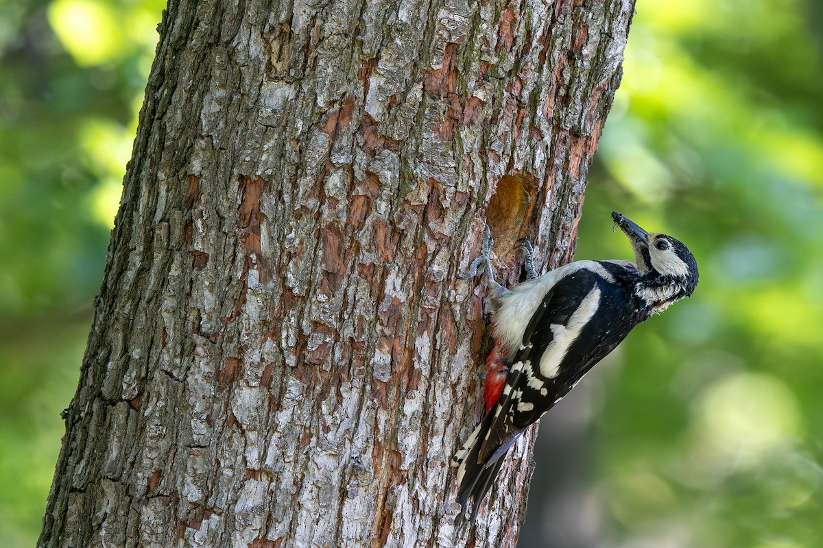 Great Spotted Woodpecker - ML619538691