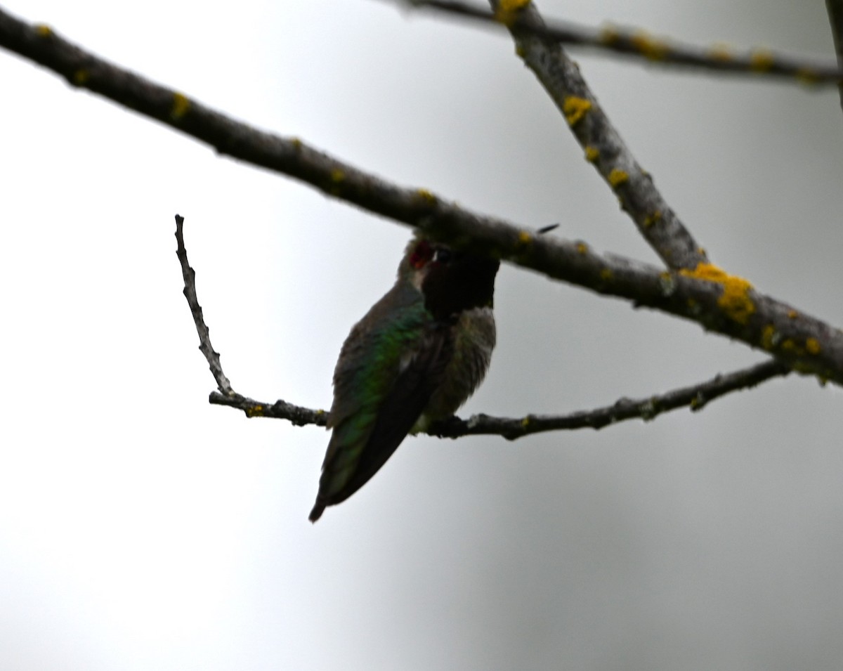 Anna's Hummingbird - ML619538701