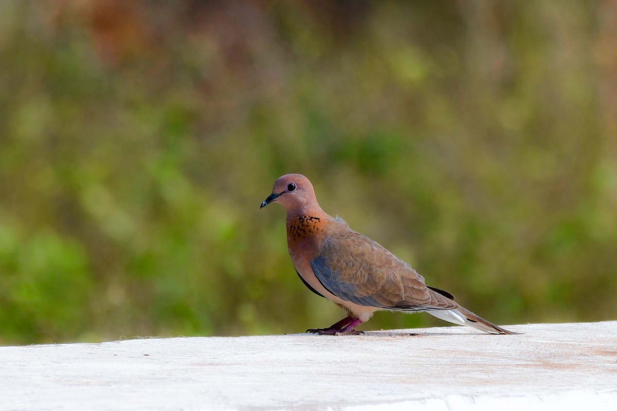 Laughing Dove - ML619538703