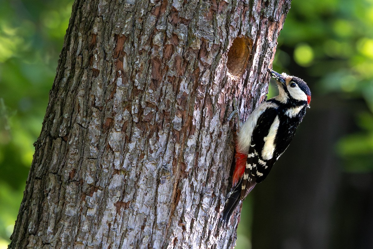 Great Spotted Woodpecker - ML619538704