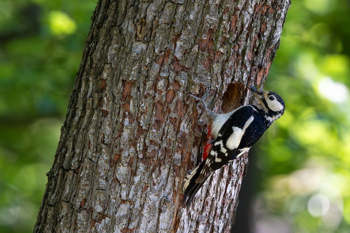 Great Spotted Woodpecker - ML619538705