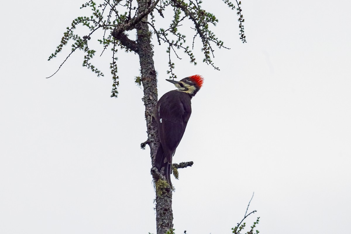 Pileated Woodpecker - ML619538712