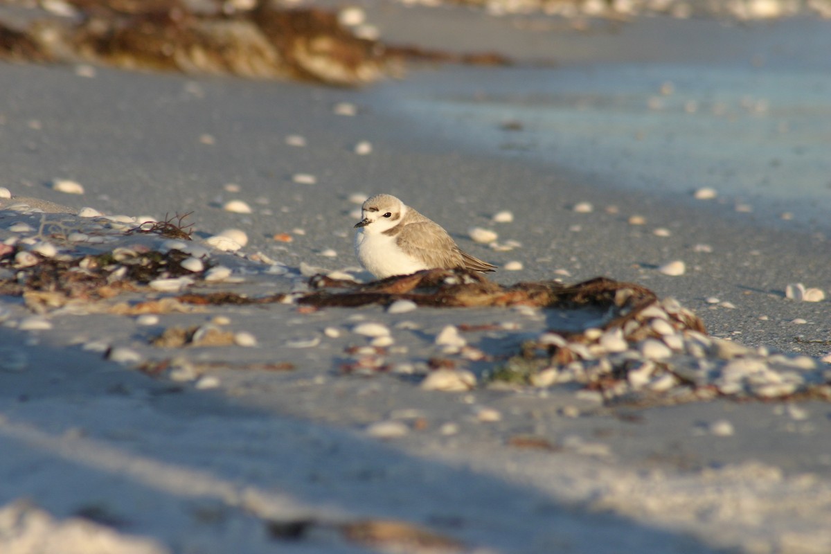 Piping Plover - ML619538724