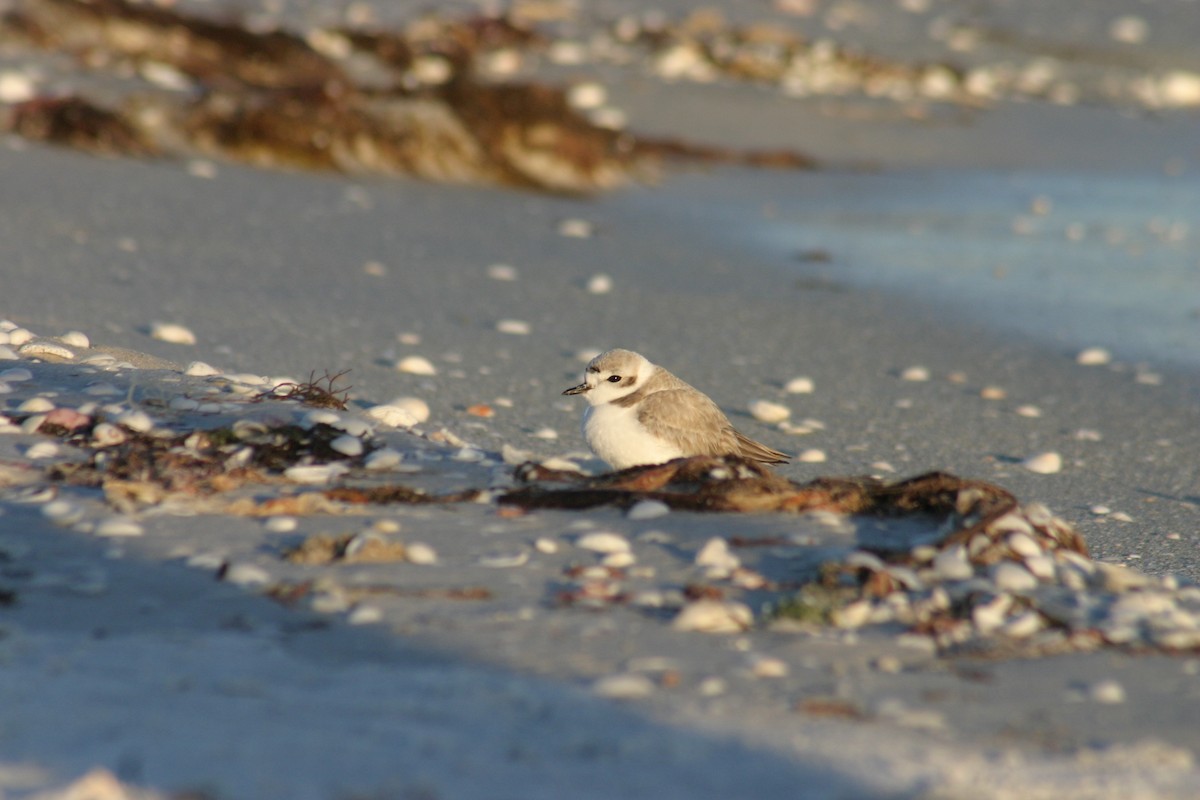 Piping Plover - ML619538728