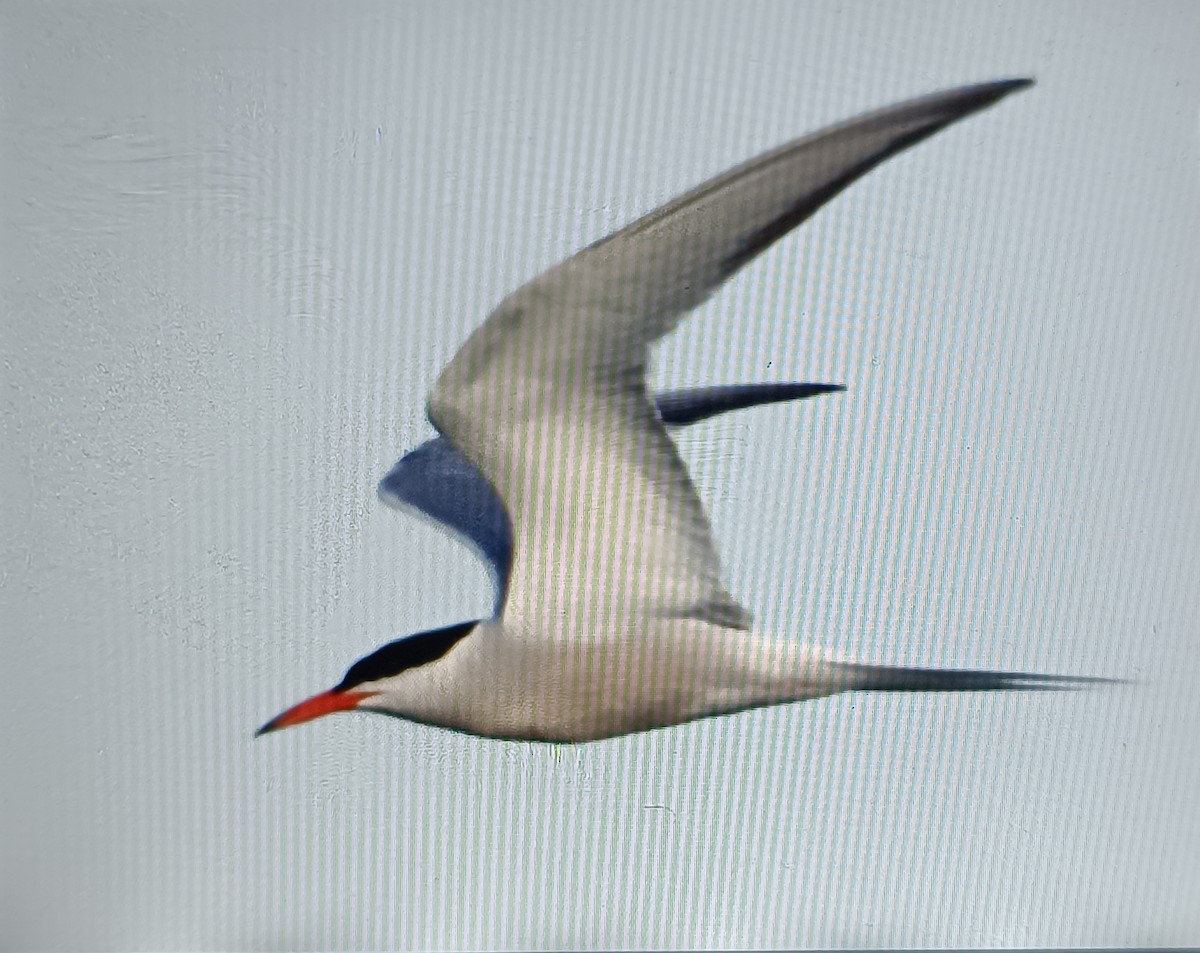 Common Tern - ML619538729