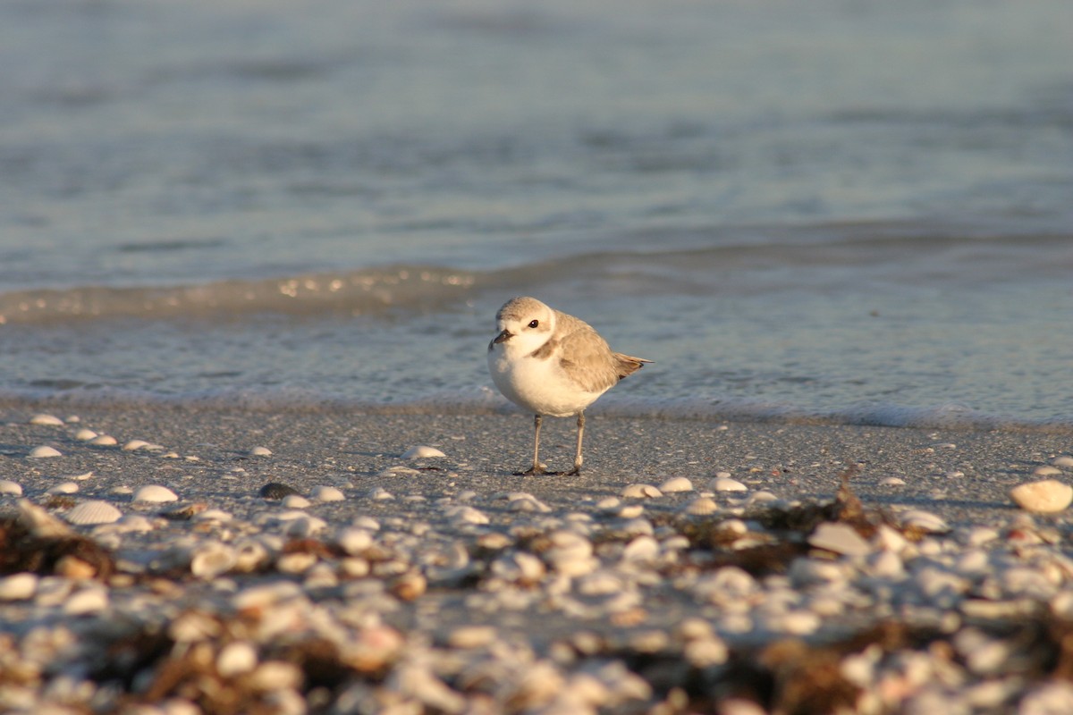 Piping Plover - ML619538758