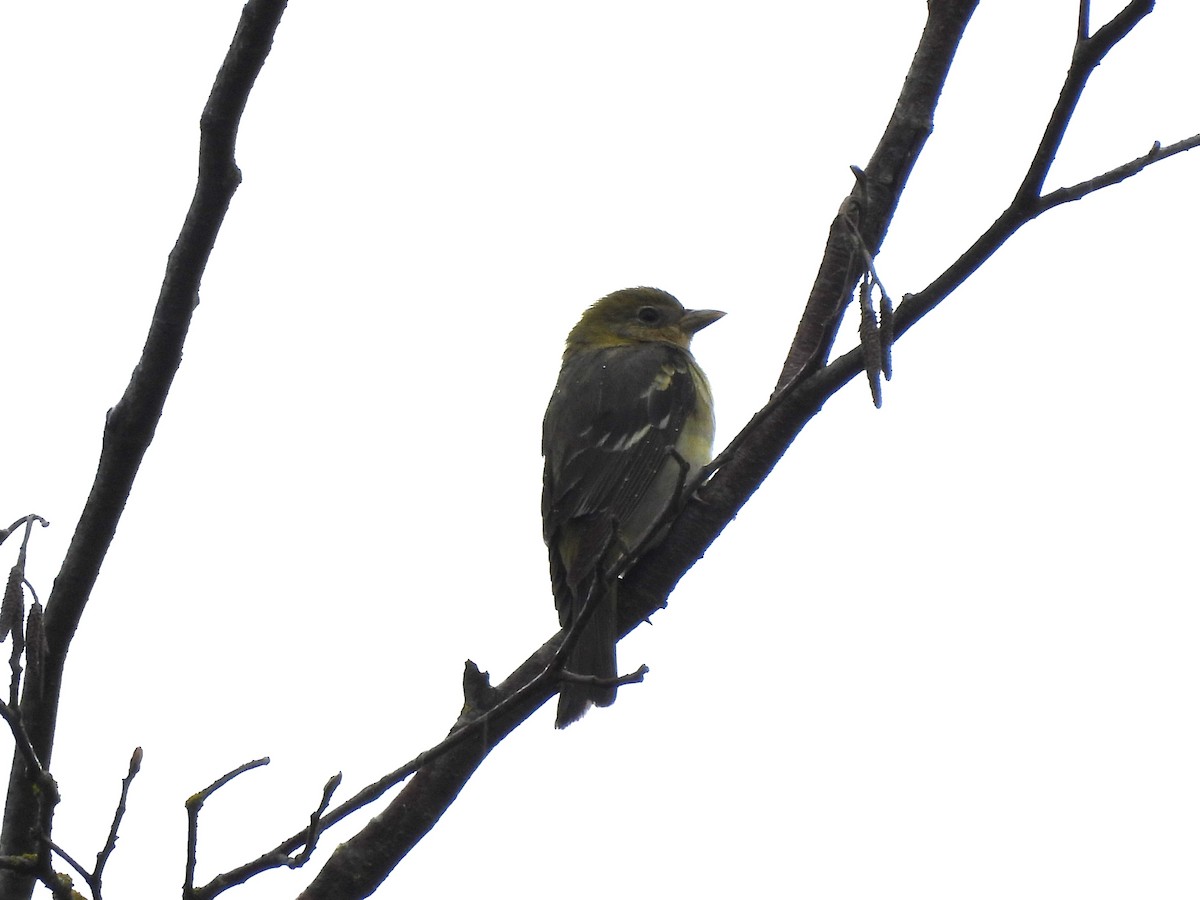 Western Tanager - ML619538764