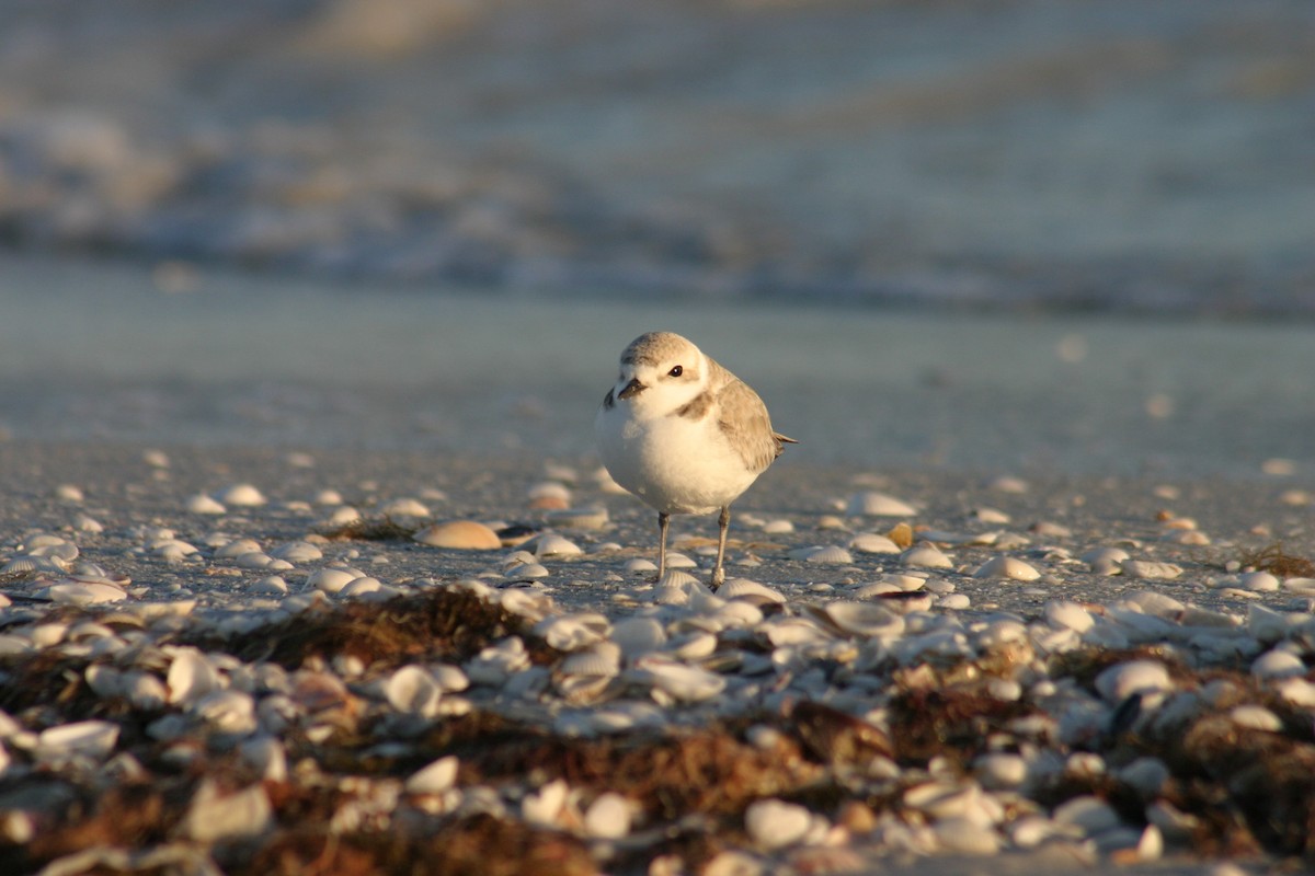 Piping Plover - ML619538770