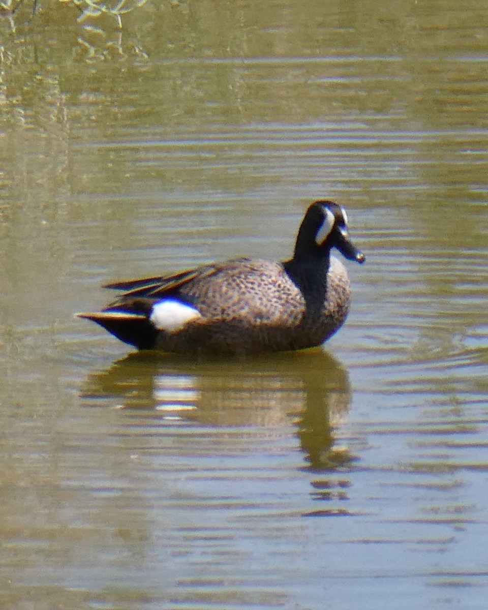 Blue-winged Teal - ML619538809