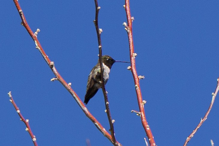 Black-chinned Hummingbird - ML619538820