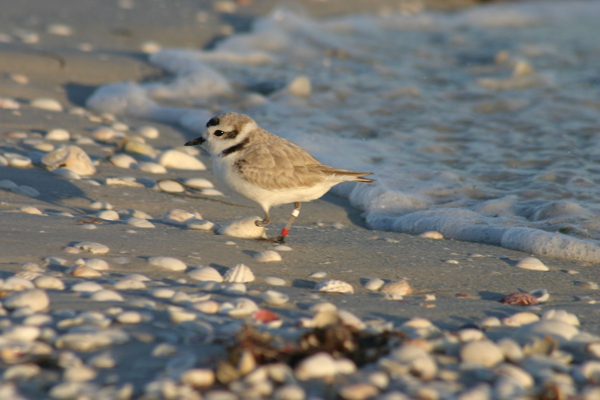 Piping Plover - ML619538831
