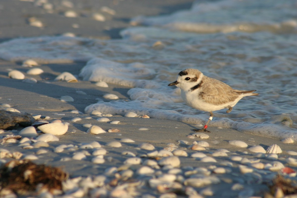 Piping Plover - ML619538835