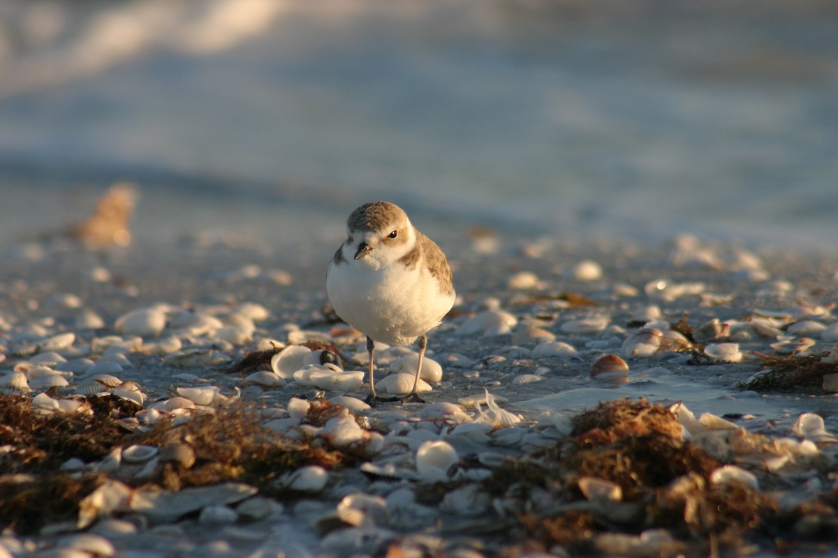 Piping Plover - ML619538839