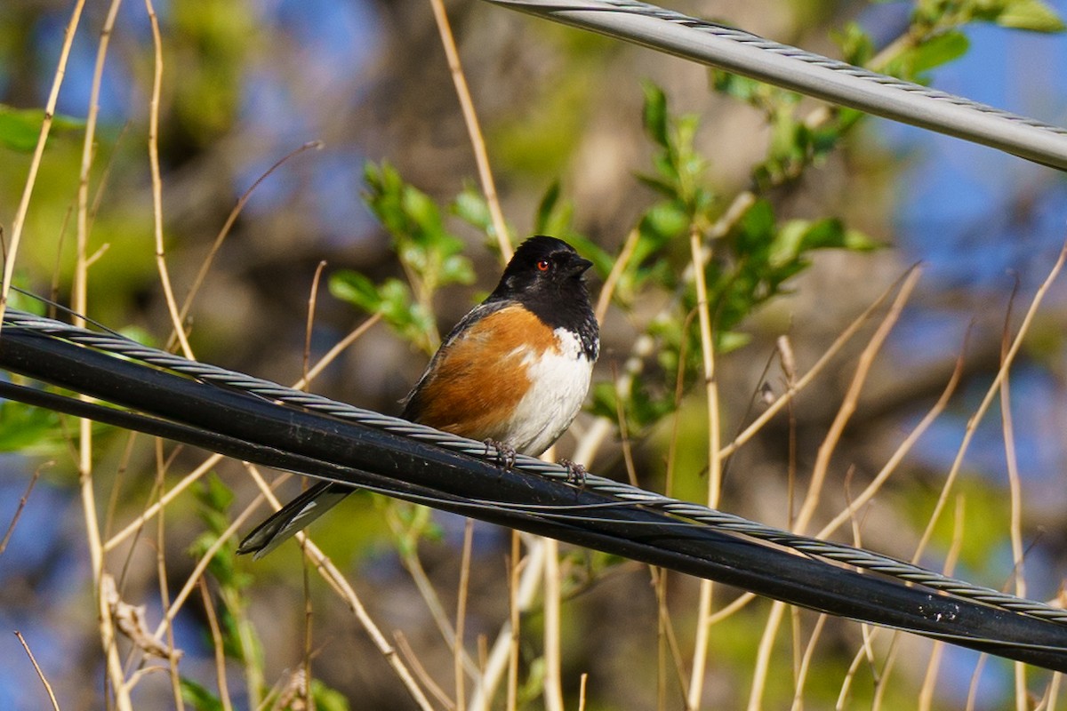 Spotted Towhee - ML619538866