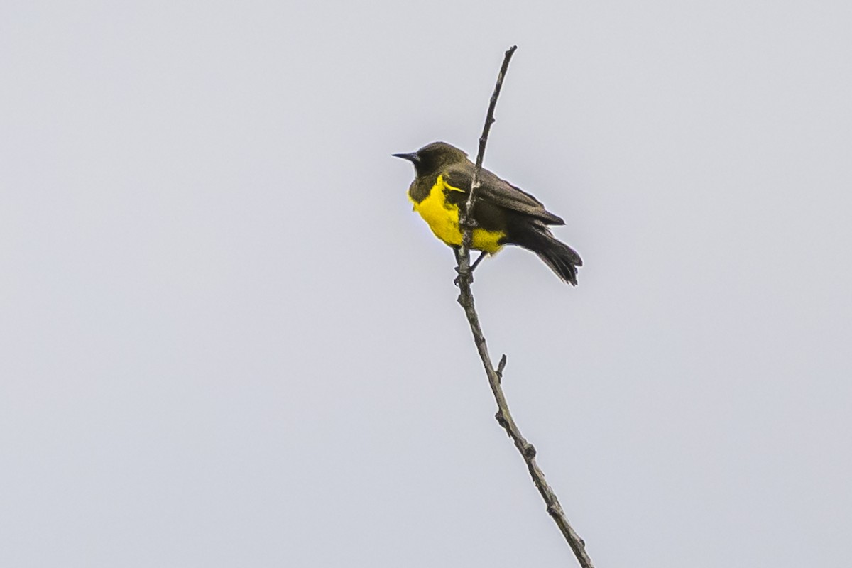 Brown-and-yellow Marshbird - ML619538868