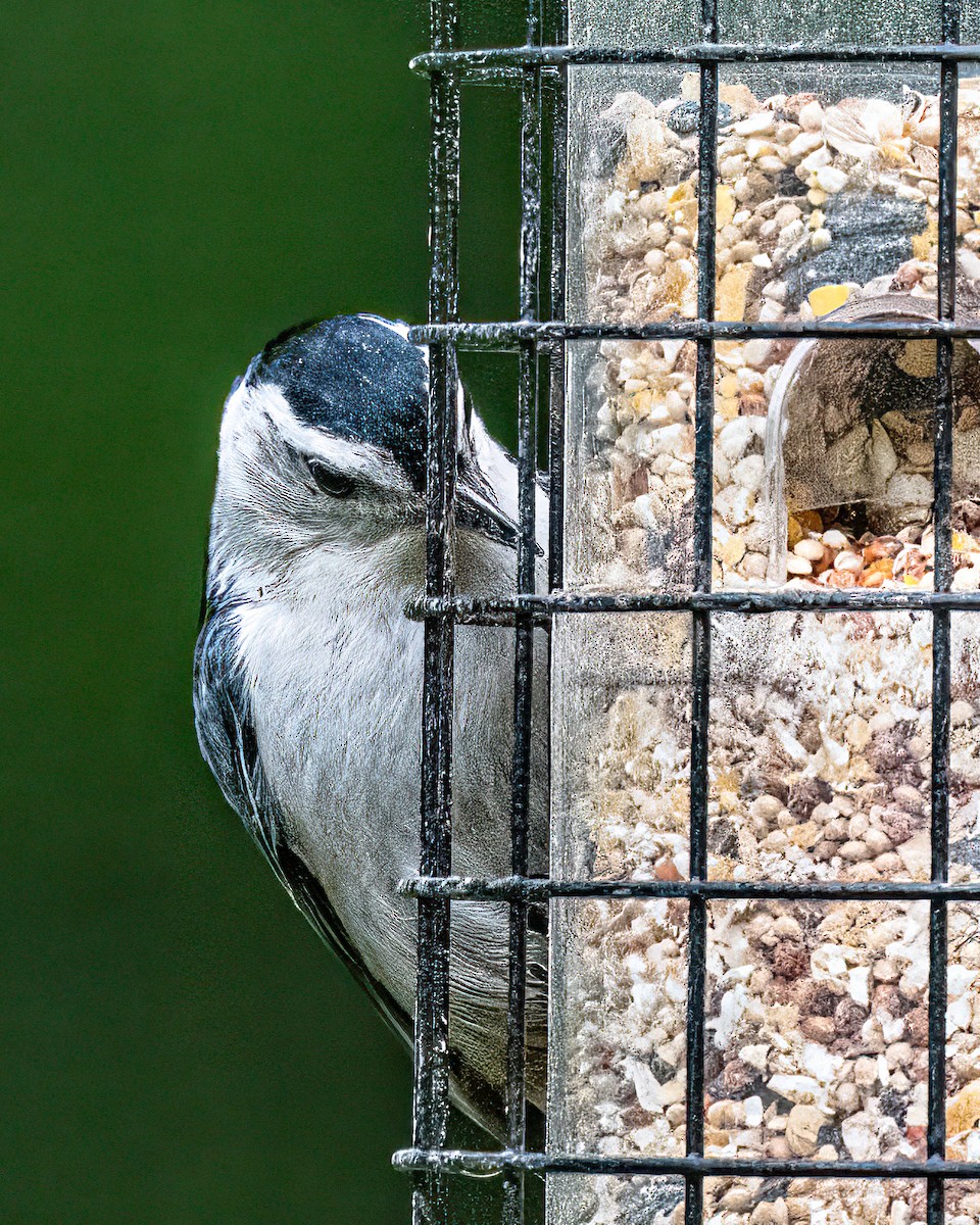 White-breasted Nuthatch (Eastern) - ML619538880