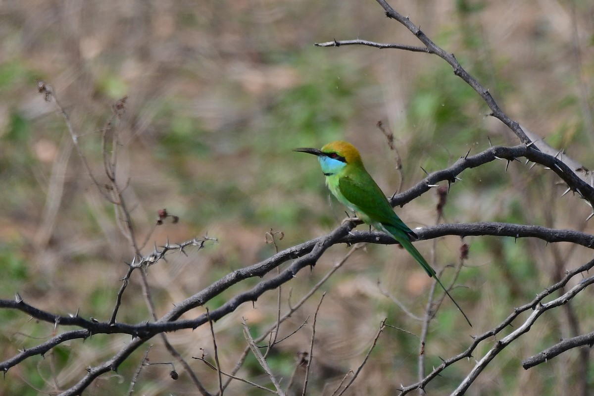 Asian Green Bee-eater - ML619538899