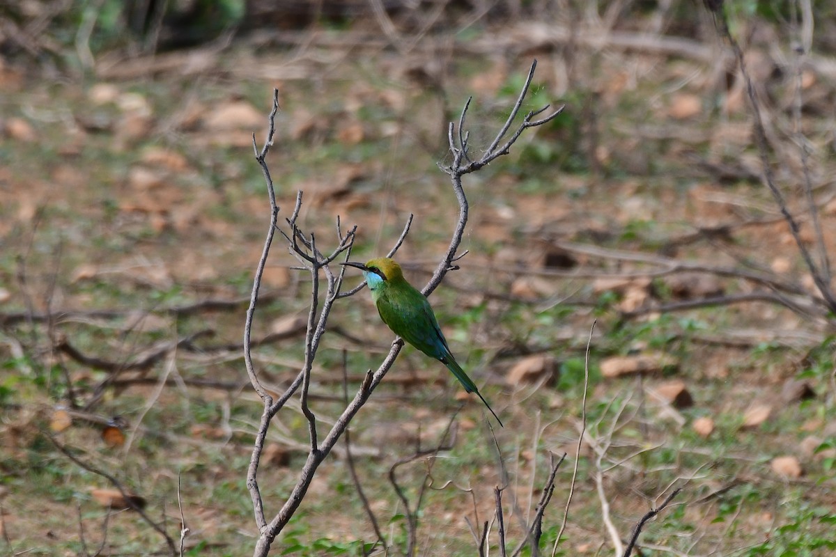 Asian Green Bee-eater - ML619538900