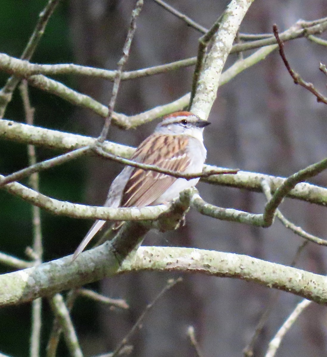 Chipping Sparrow - ML619538941