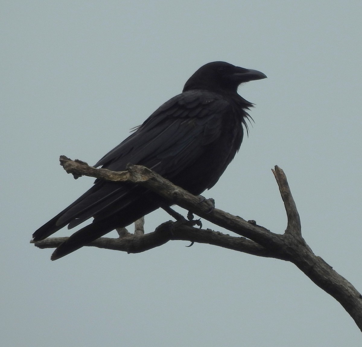American Crow - ML619538959